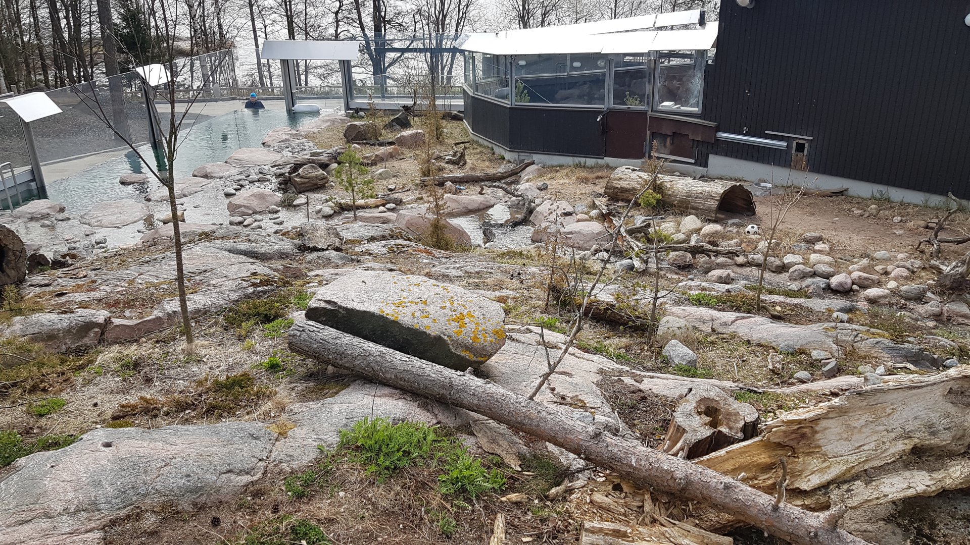 Eurasian otter exhibit