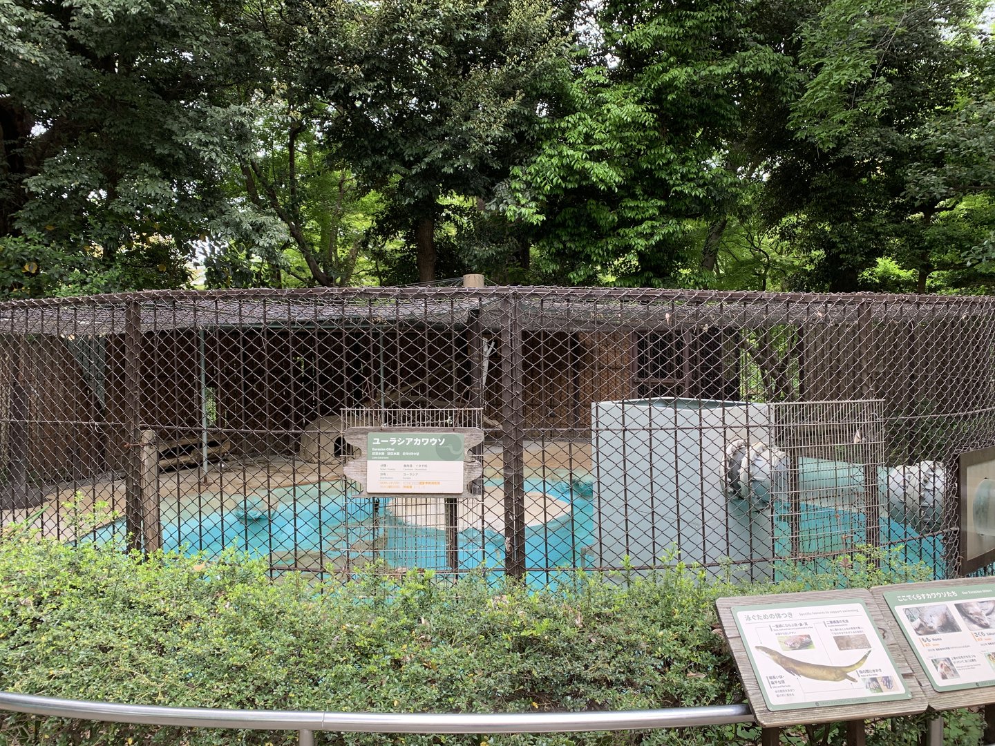 Eurasian Otter Exhibit