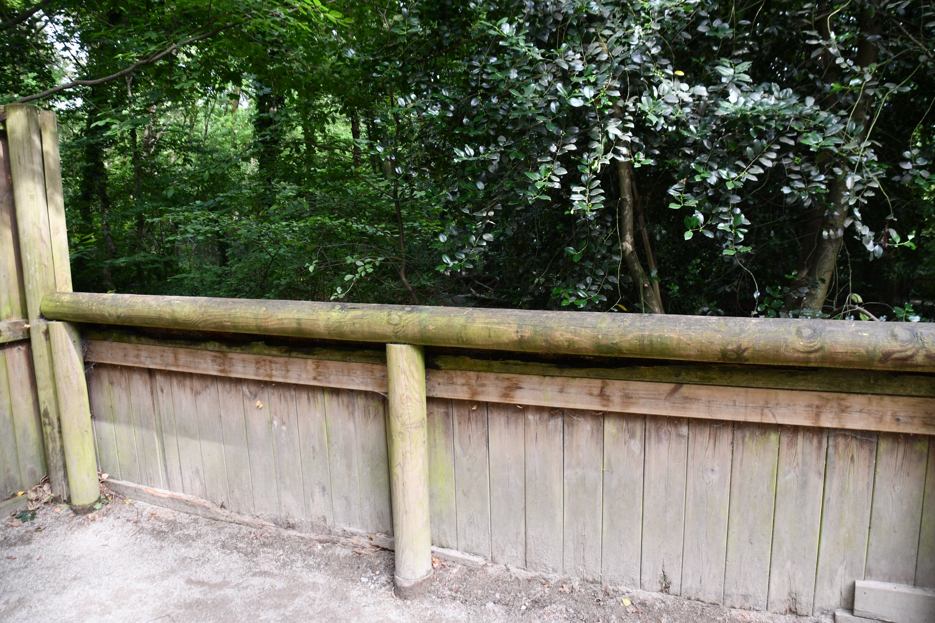 Eurasian Otter exhibit
