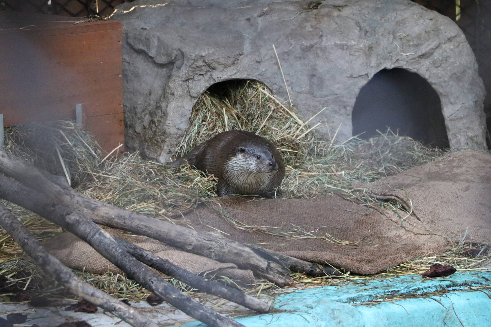 Eurasian otter, February 2016