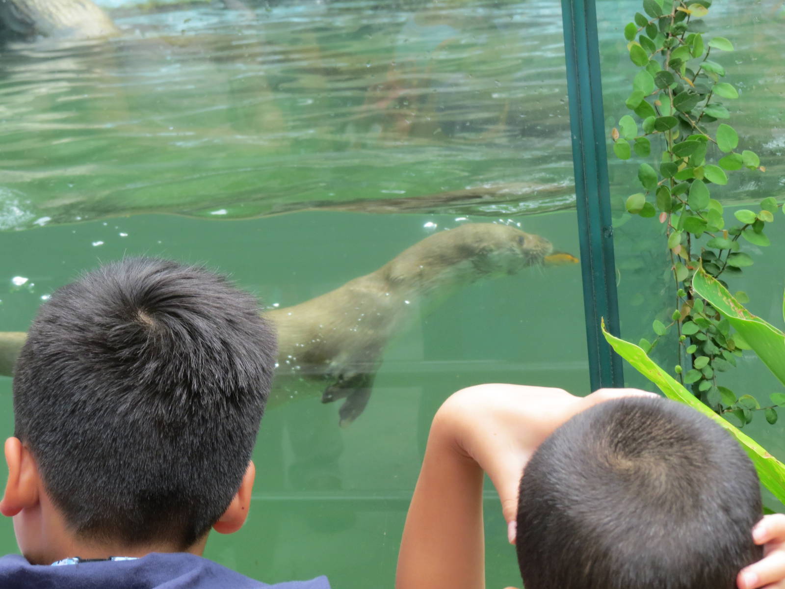 Eurasian otter from Kinmen
