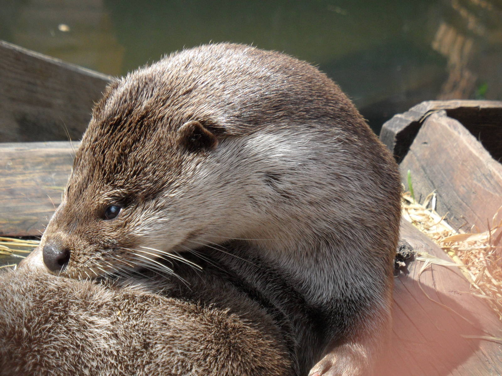 Eurasian otter grooming, male