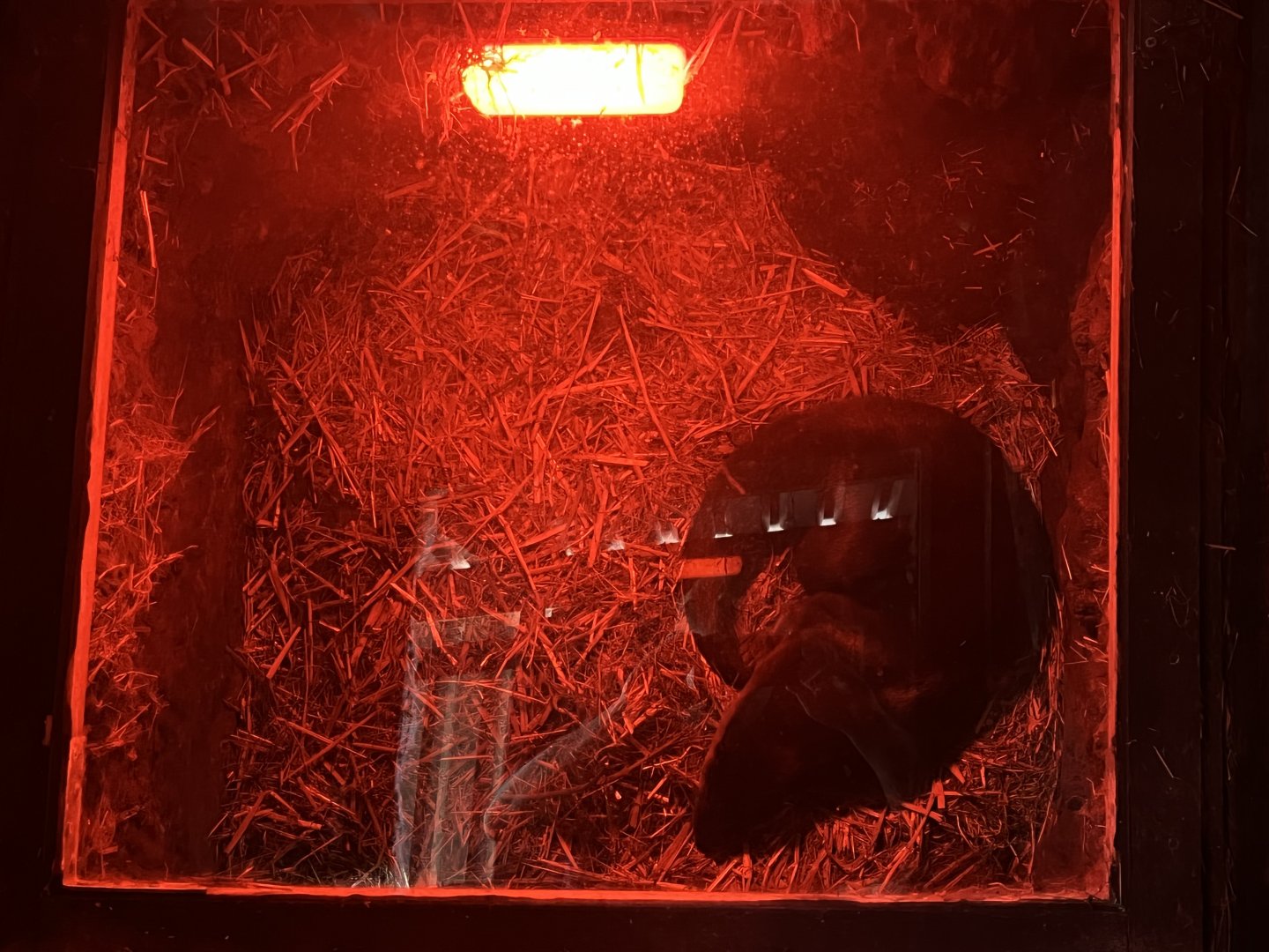 Eurasian Otter in Bed