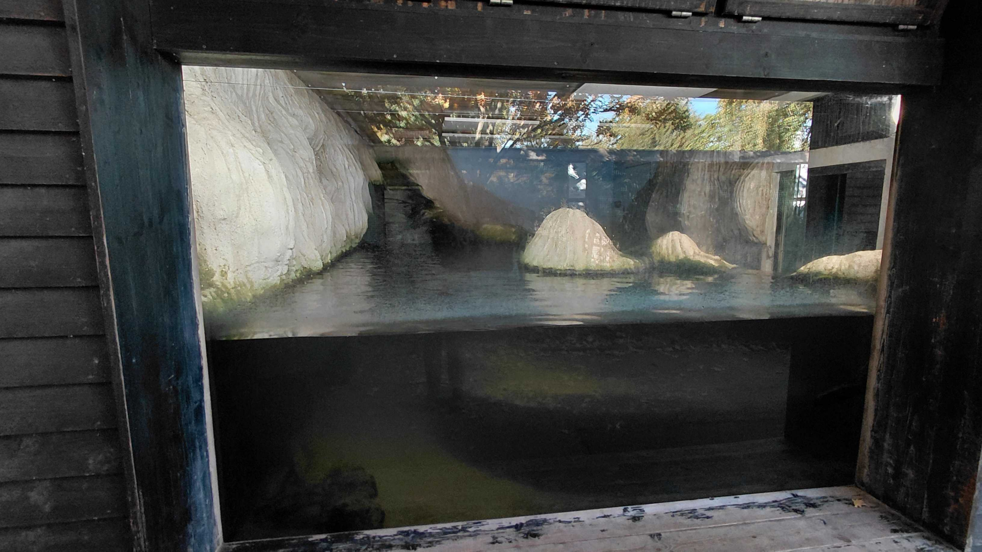 Eurasian otter indoor exhibit
