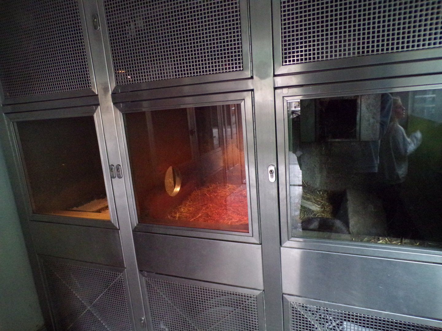 Eurasian otter indoors 9.7.25