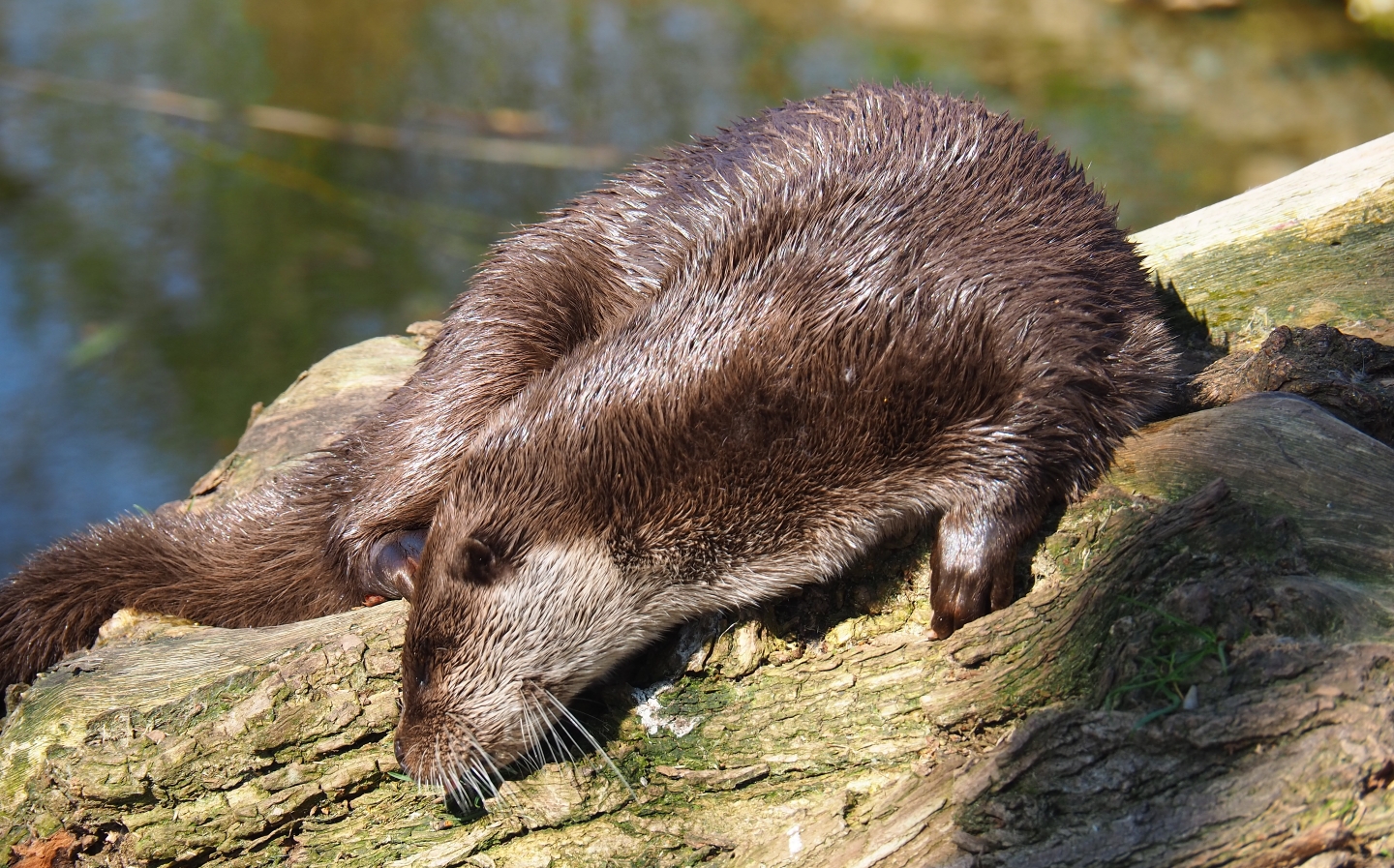 Eurasian otter (Lutra lutra lutra), 2019-03-30