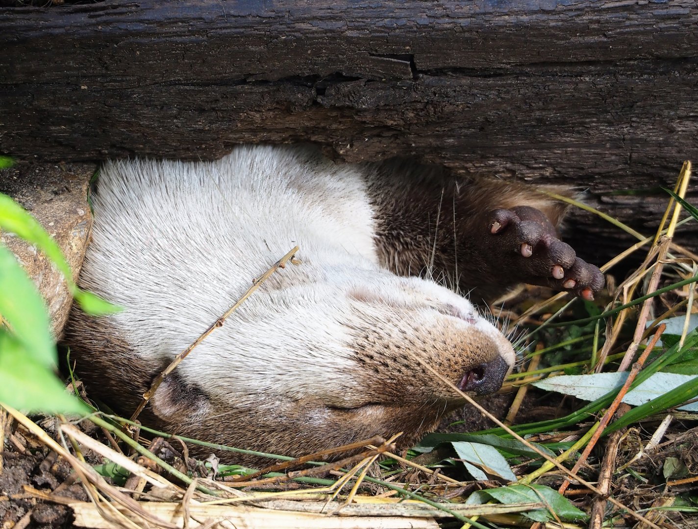 Eurasian otter (Lutra lutra lutra), 2023-07-18