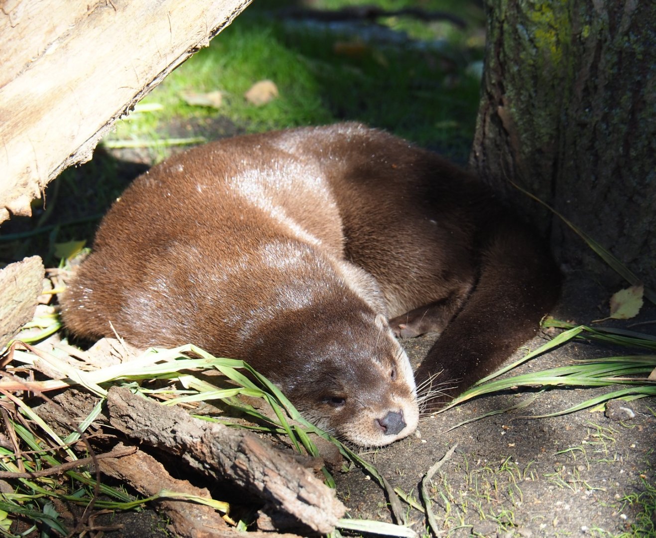 Eurasian otter (Lutra lutra lutra), Oct 13th, 2018