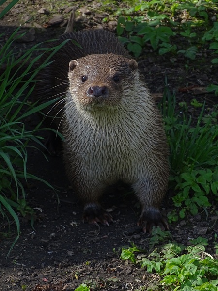 Eurasian otter (Lutra lutra lutra)