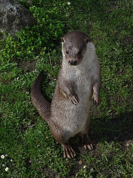 Eurasian otter (Lutra lutra lutra)