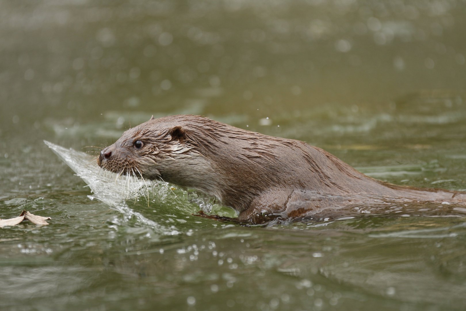 Eurasian otter (Lutra lutra) taking matters into its own paws and breaking the ice