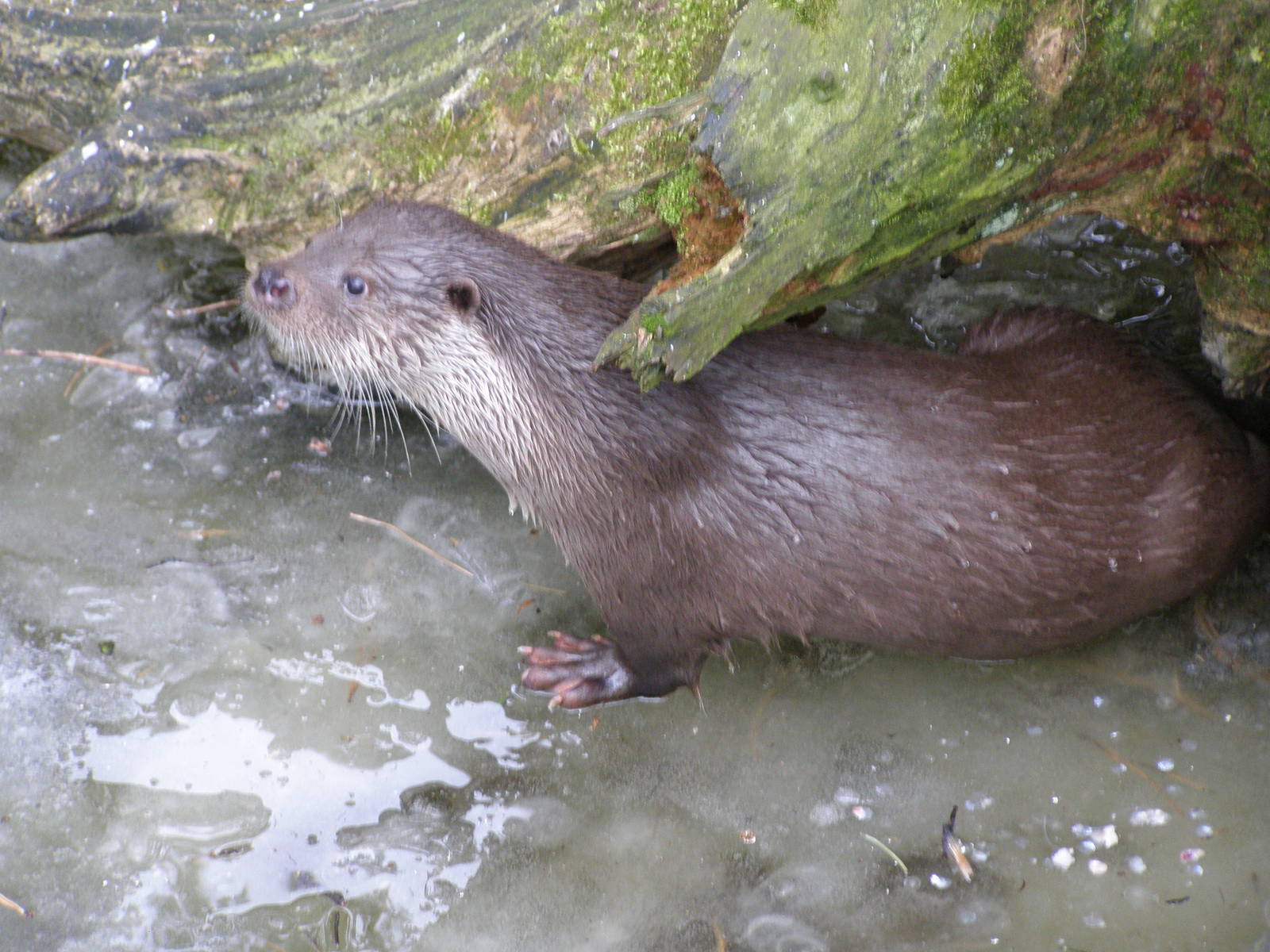 Eurasian otter (Lutra lutra)