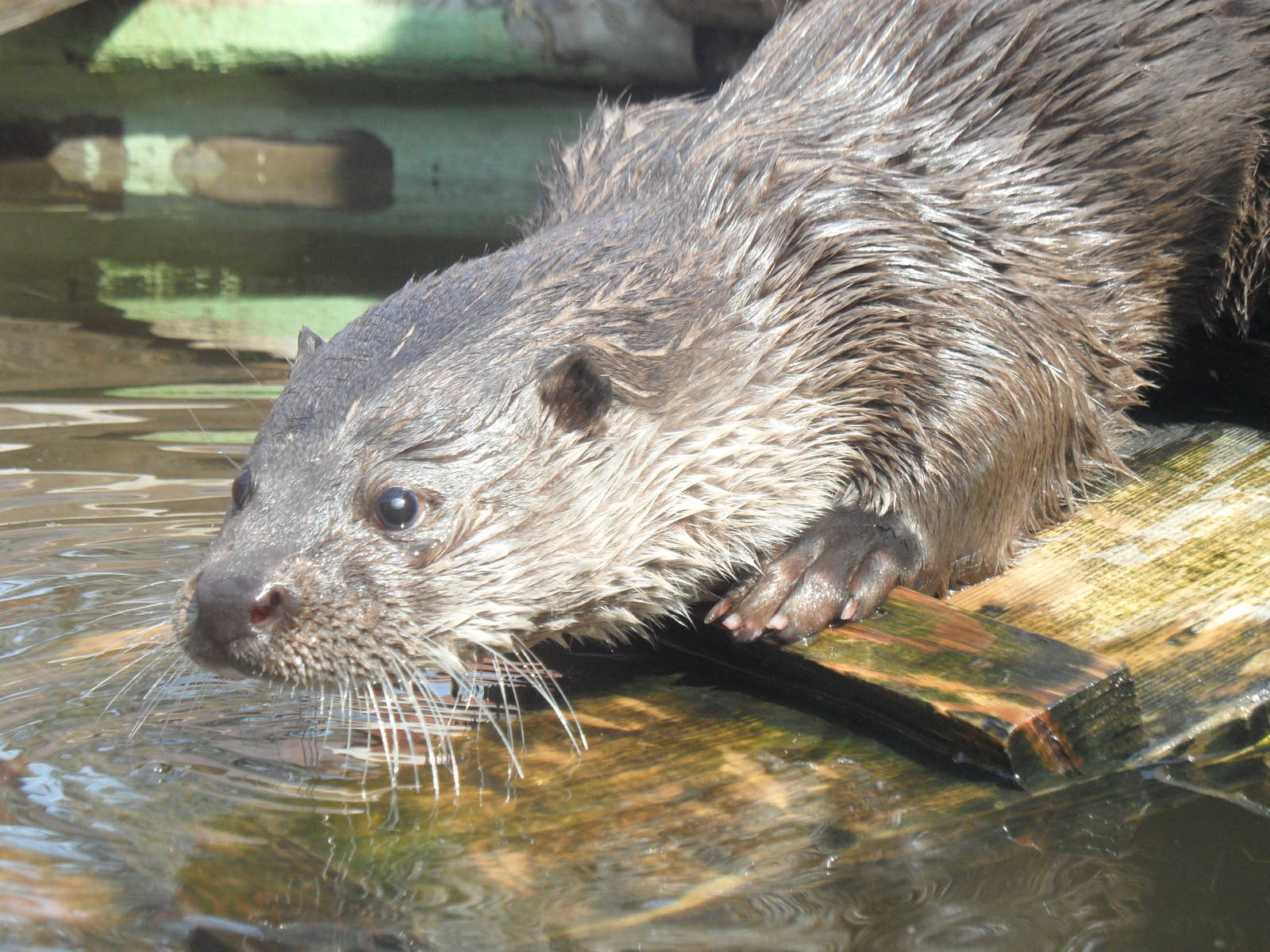 Eurasian otter/Lutra lutra
