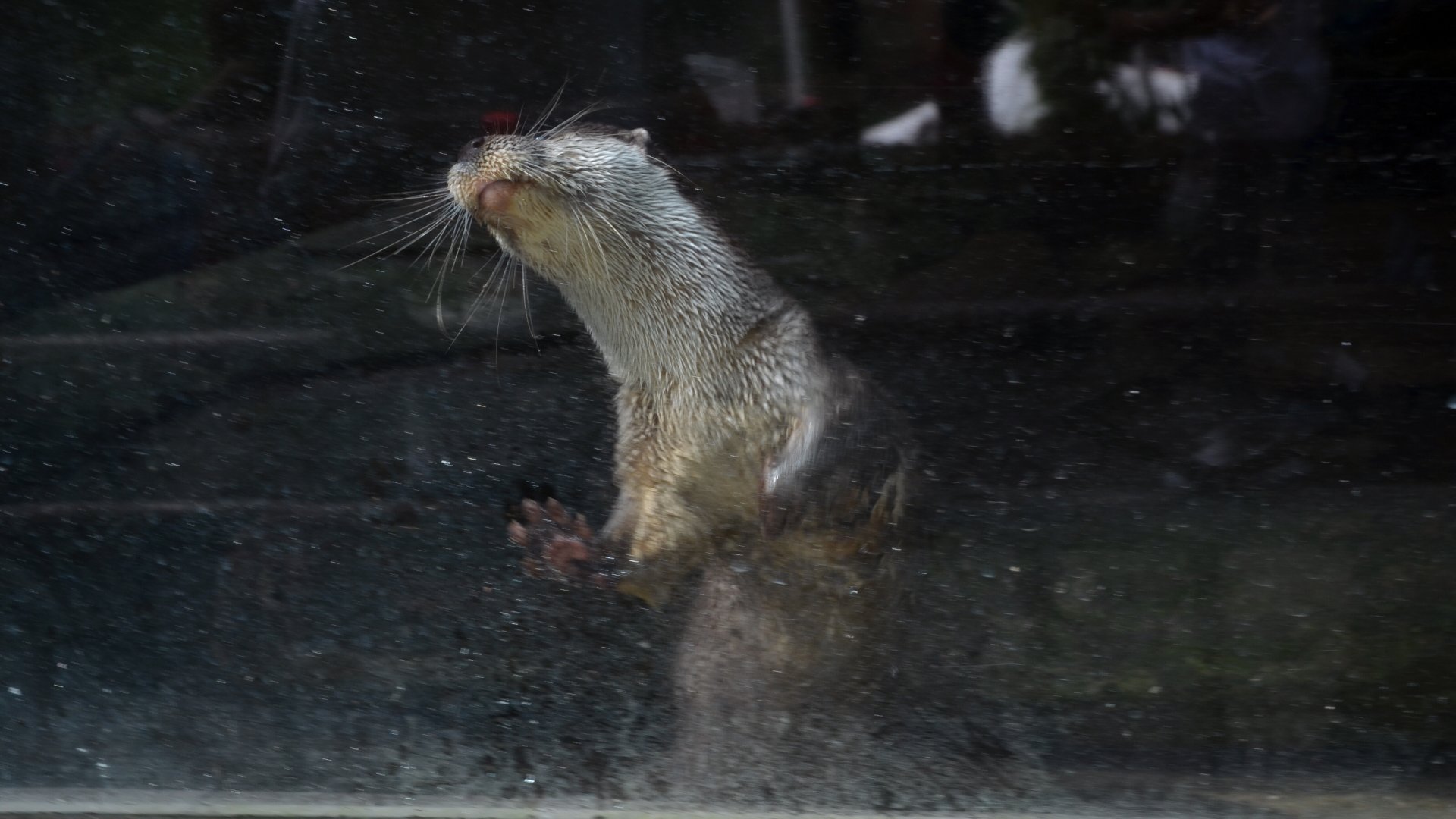 Eurasian otter/Lutra lutra