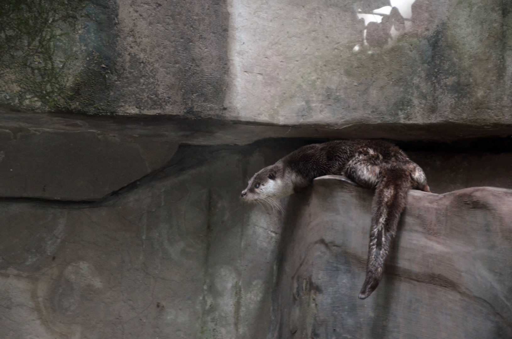 Eurasian otter/Lutra lutra