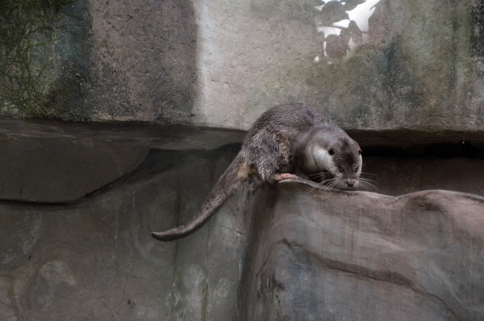 Eurasian otter/Lutra lutra