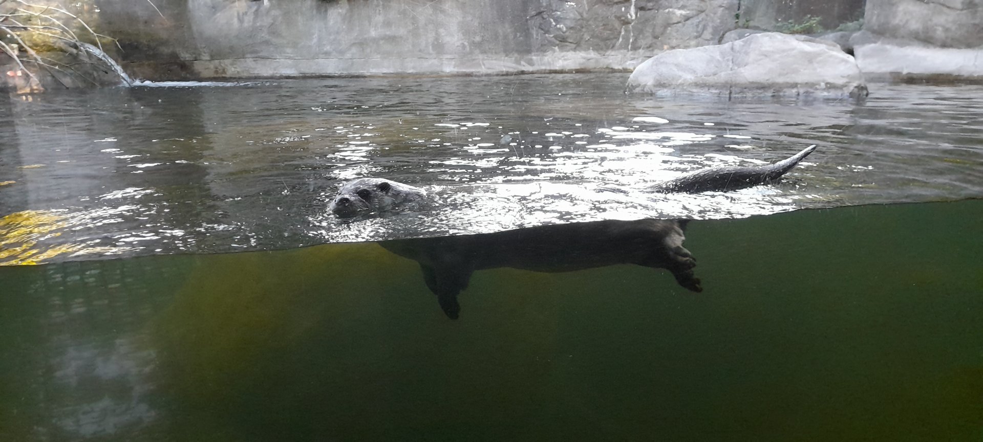 Eurasian otter (Lutra lutra)