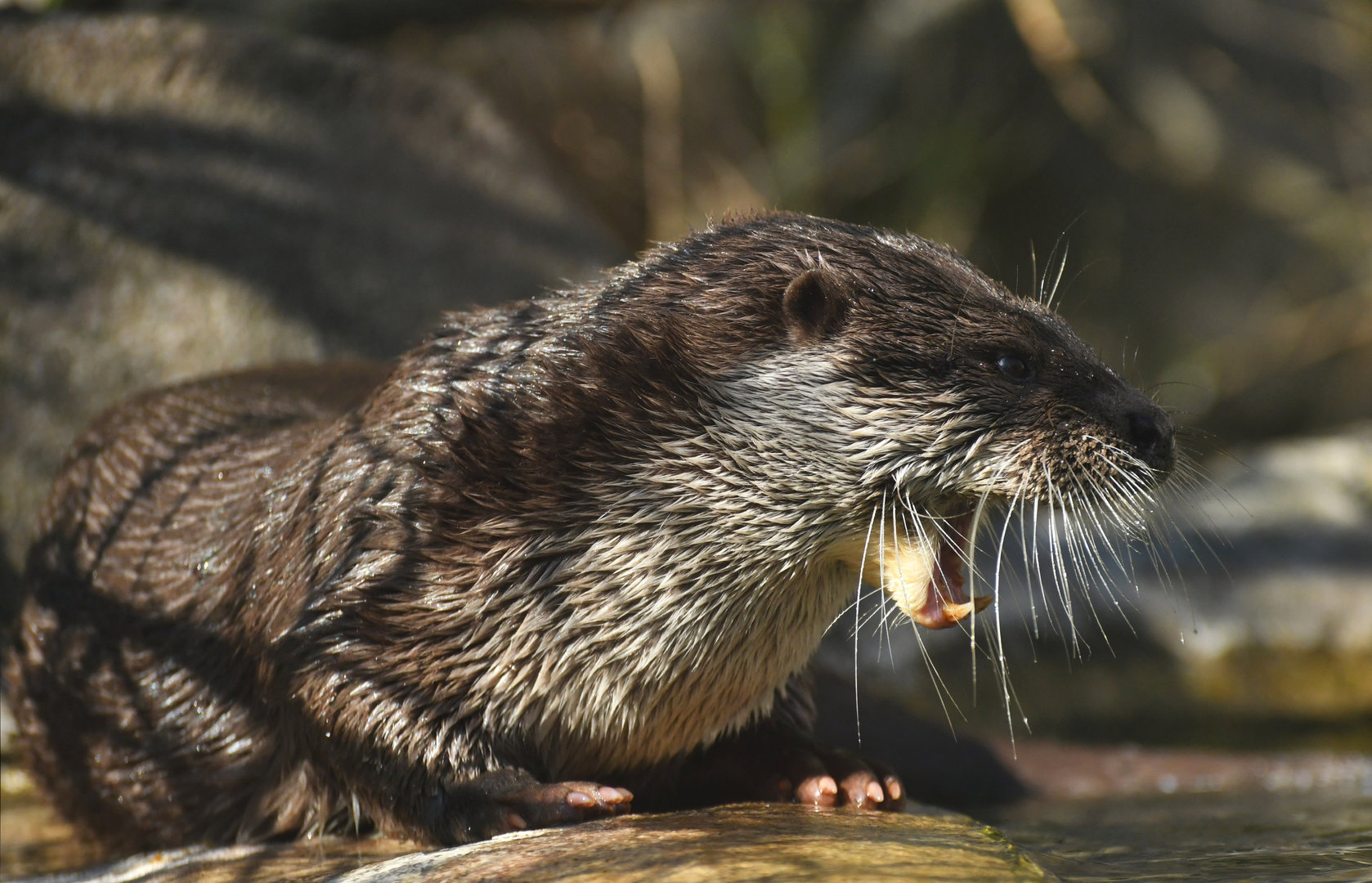 Eurasian otter (Lutra lutra)
