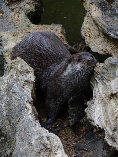 Eurasian otter (Lutra lutra)