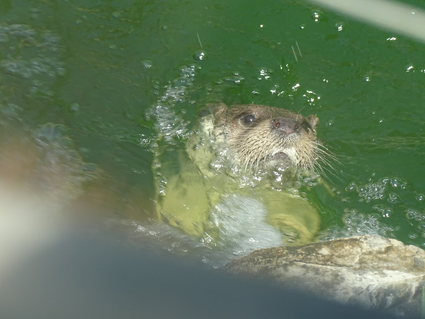 Eurasian otter (Lutra lutra)