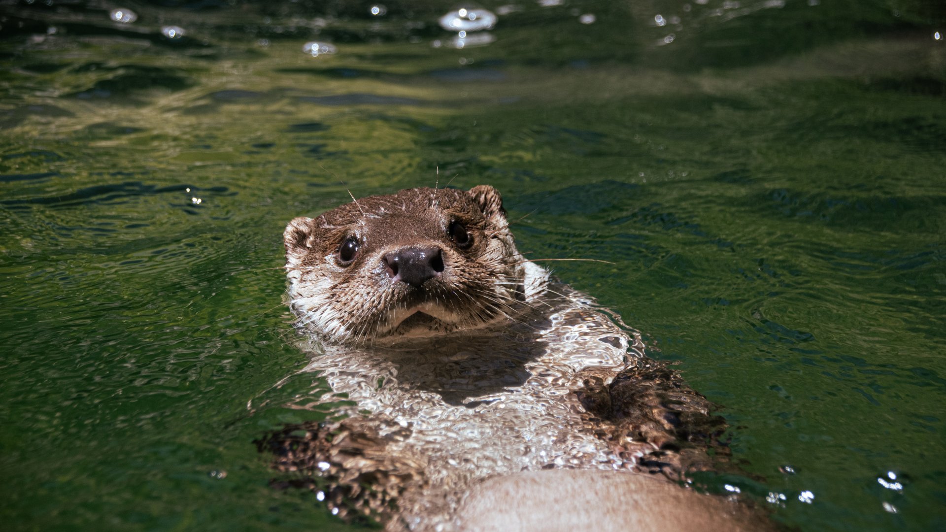 Eurasian otter (Lutra lutra)