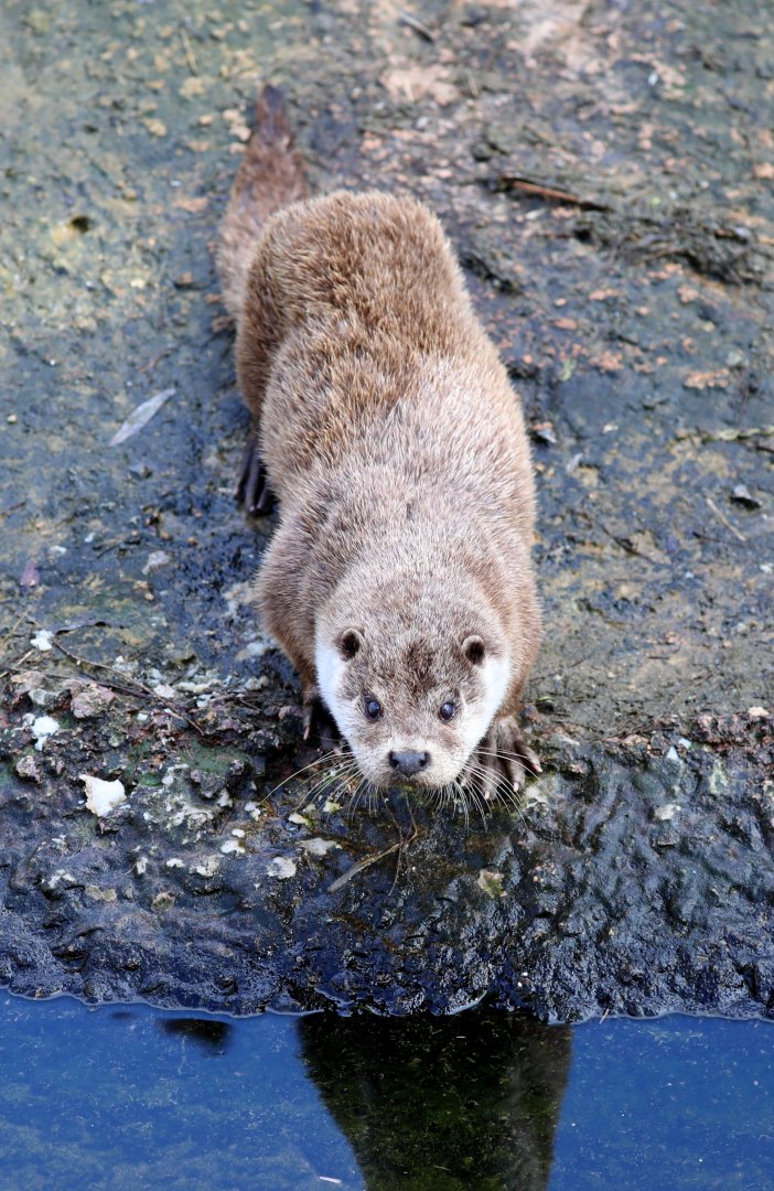 Eurasian otter (Lutra lutra)