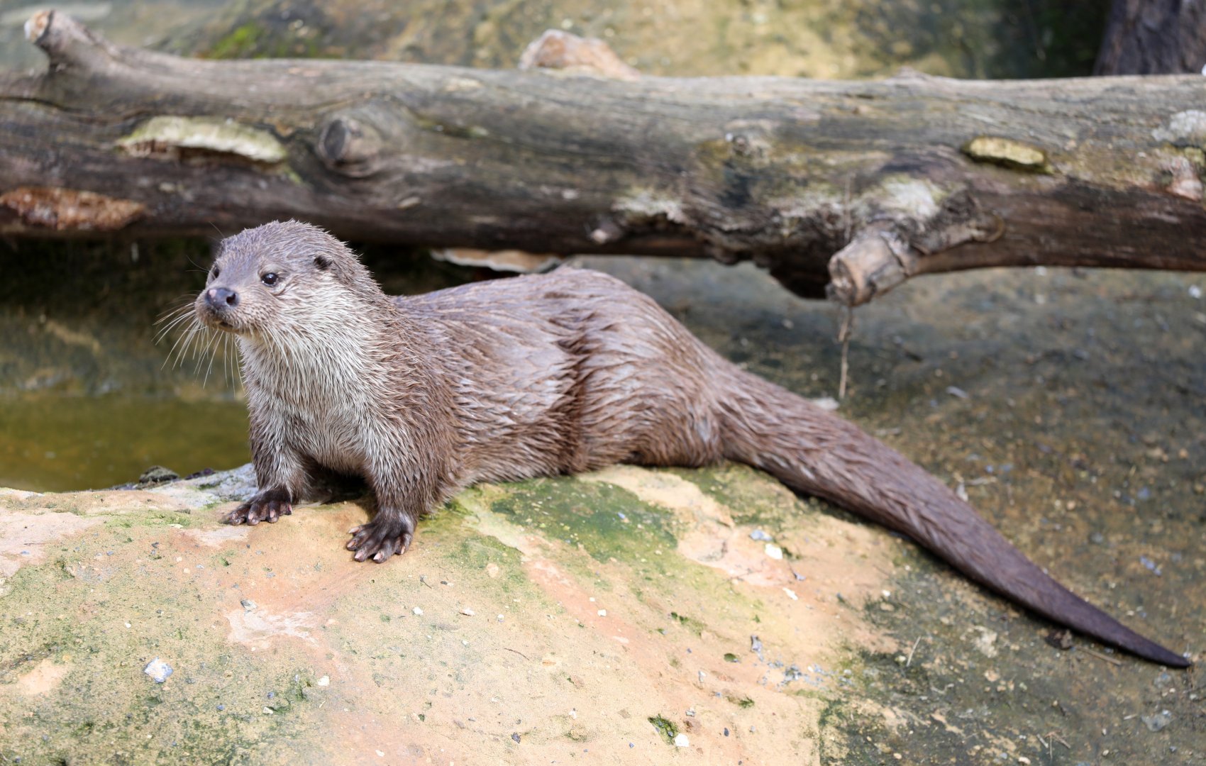 Eurasian otter (Lutra lutra)