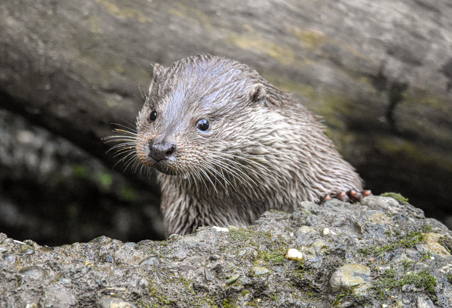 Eurasian otter (October 2020)