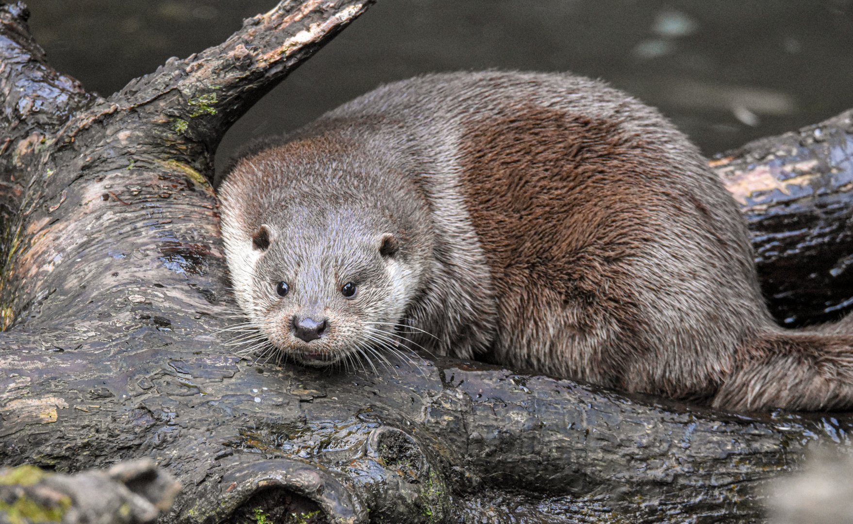 Eurasian otter (October 2020)