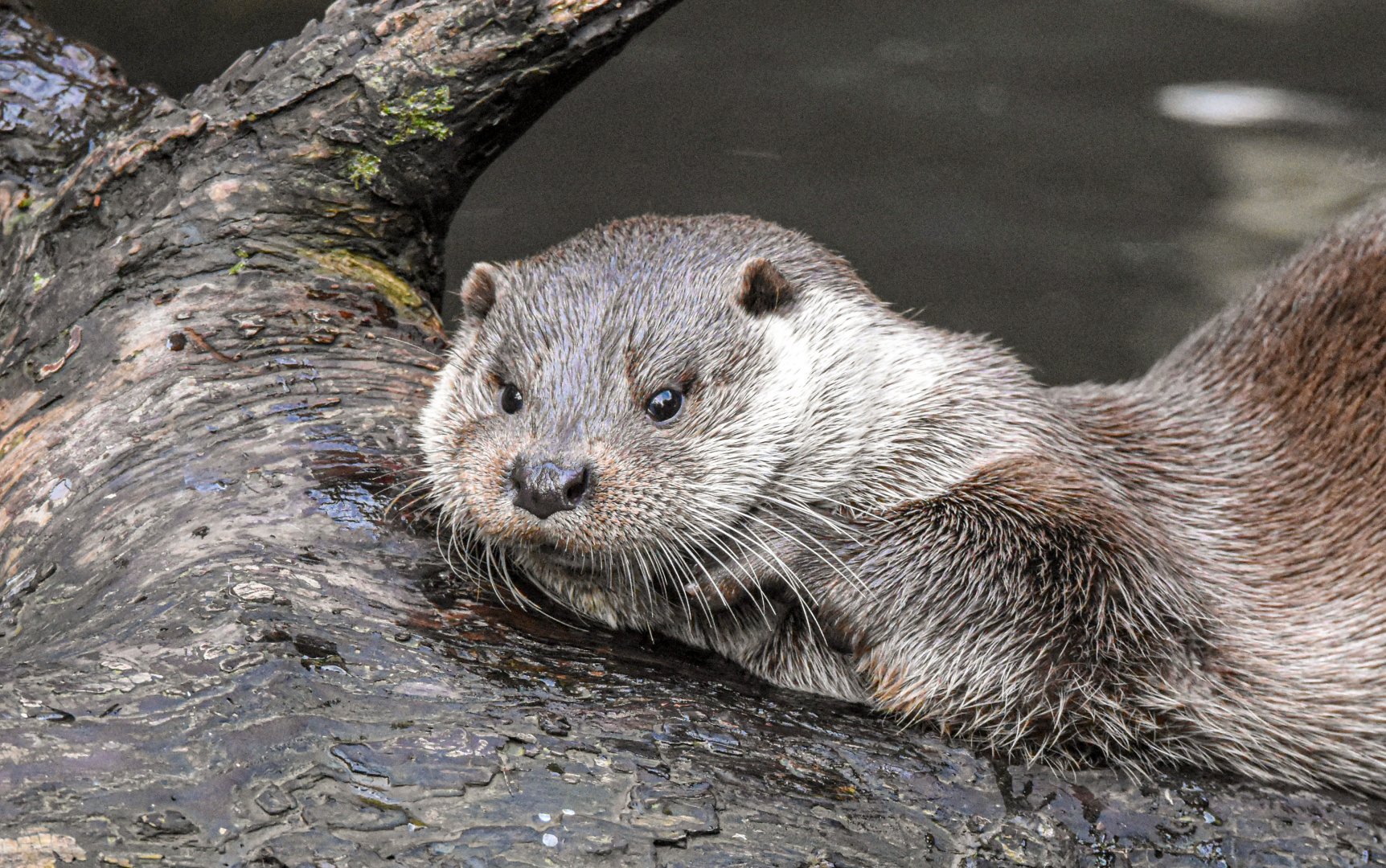 Eurasian otter (October 2020)
