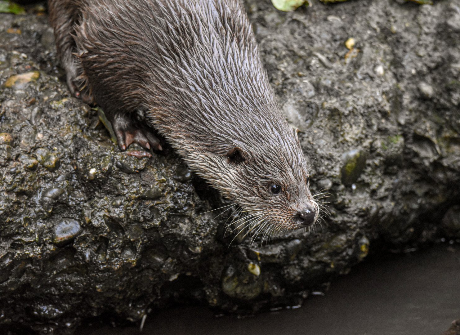 Eurasian otter (October 2020)
