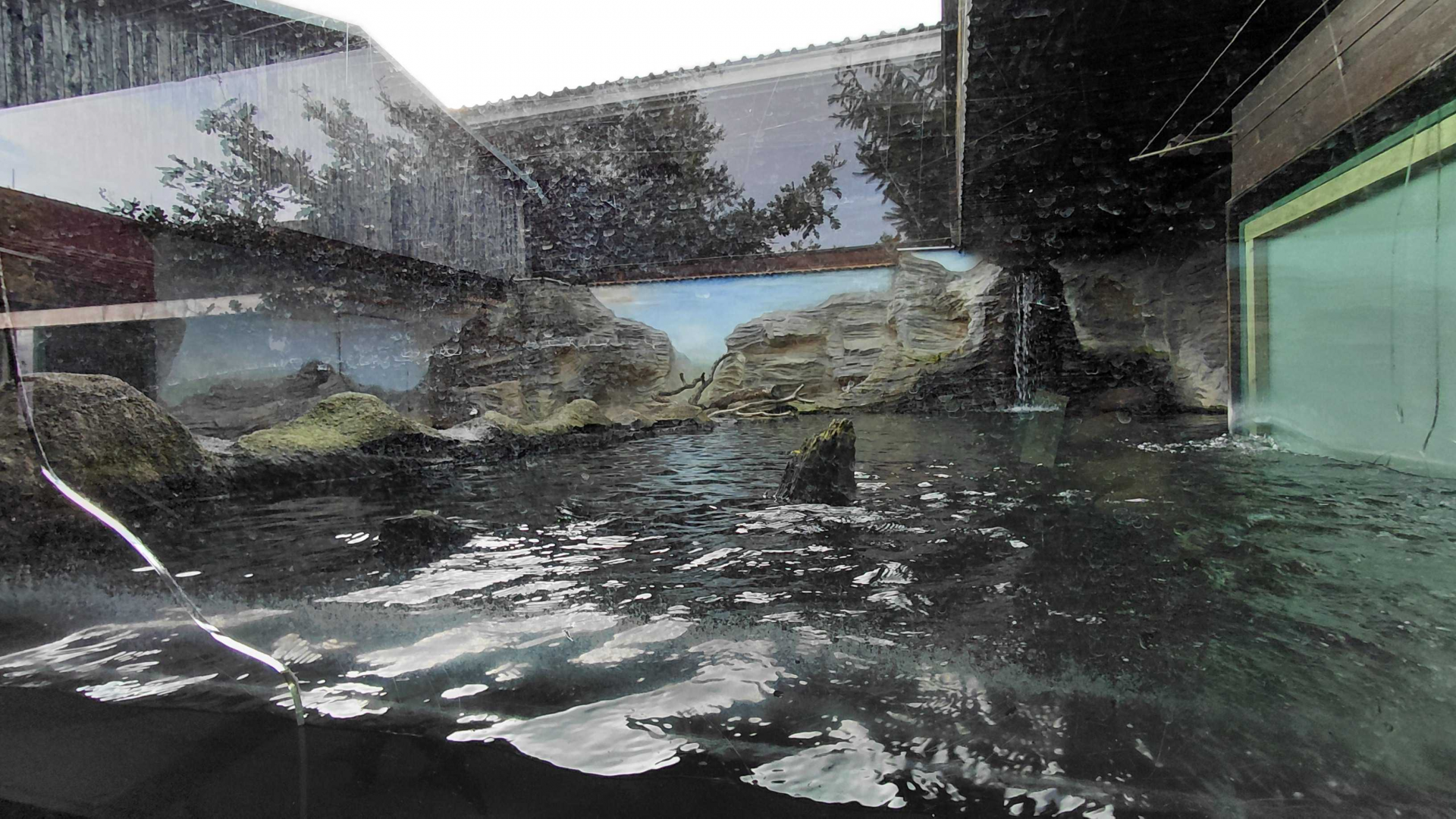 Eurasian otter outdoor exhibit