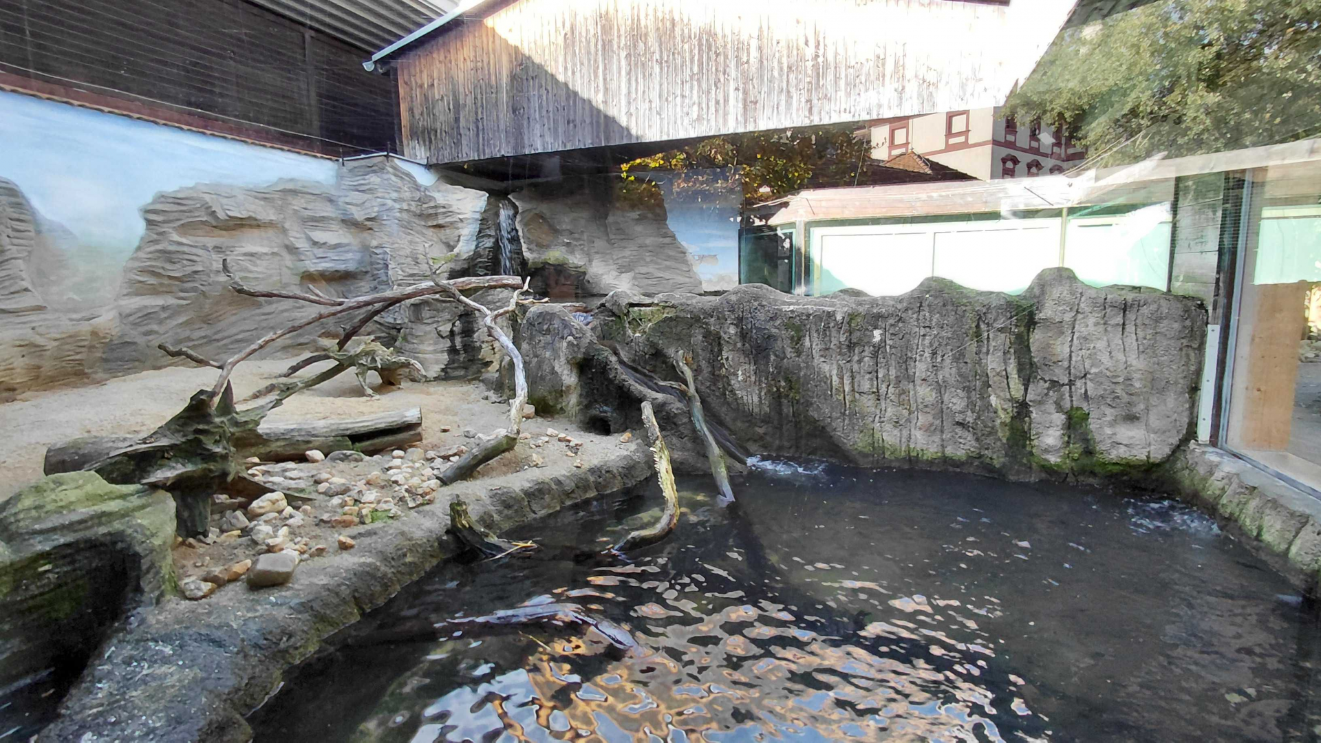 Eurasian otter outdoor exhibit
