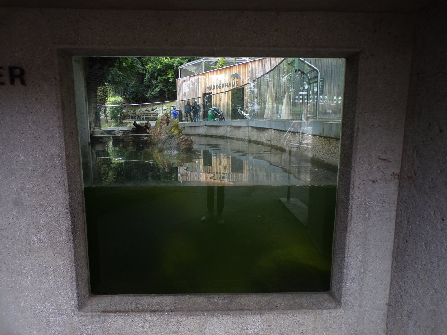 Eurasian otter pool underwater viewing 9.7.25