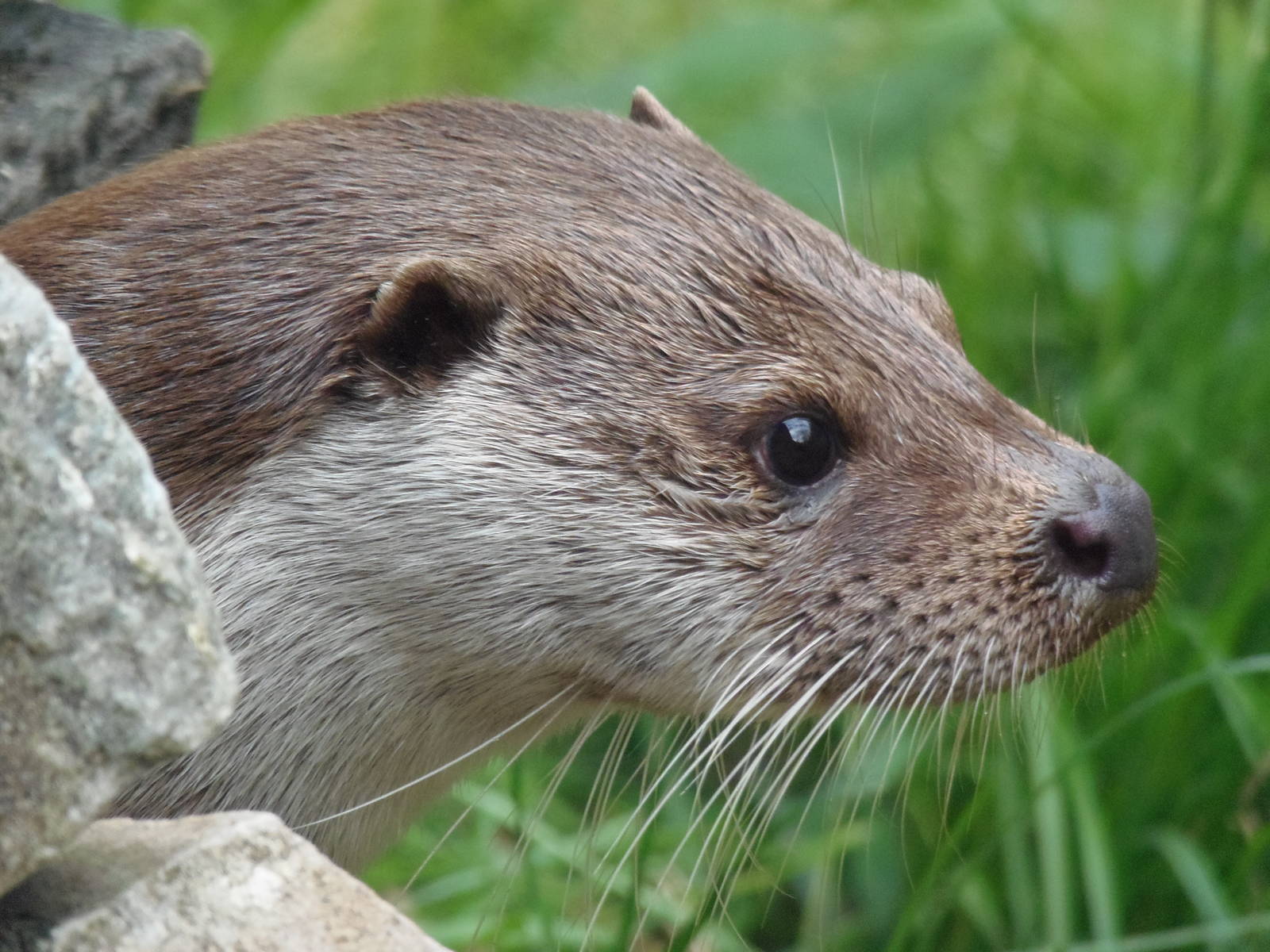 Eurasian otter portrait     25/08/13