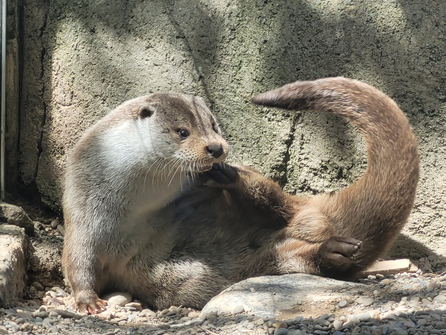 Eurasian otter -Sendaviva (2024)