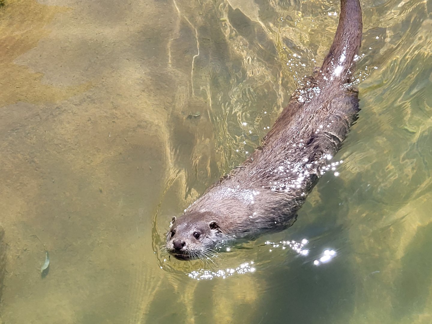 Eurasian otter -Sendaviva (2024)