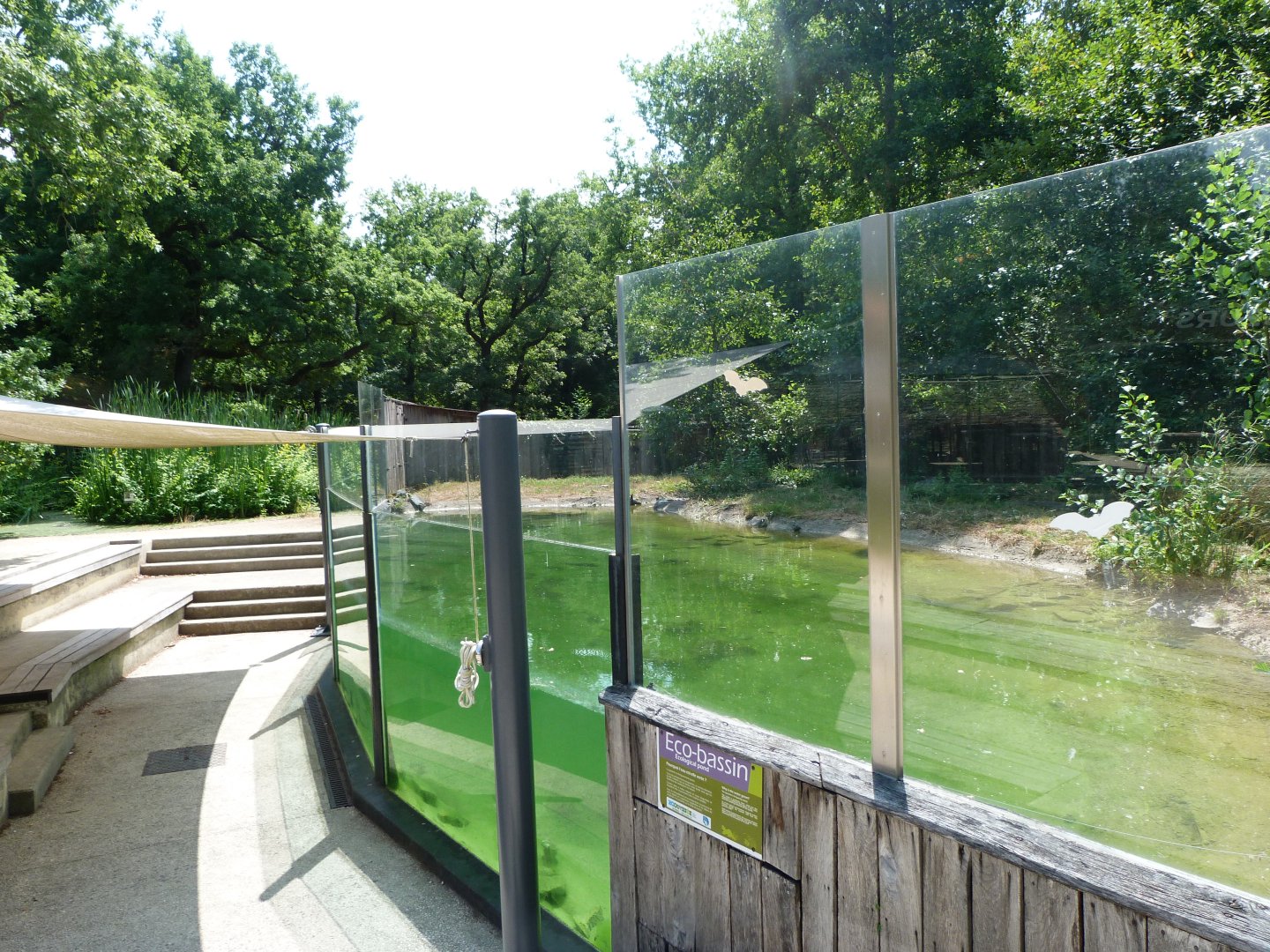 Eurasian otter underwater viewing -Zoodyssée (2025)