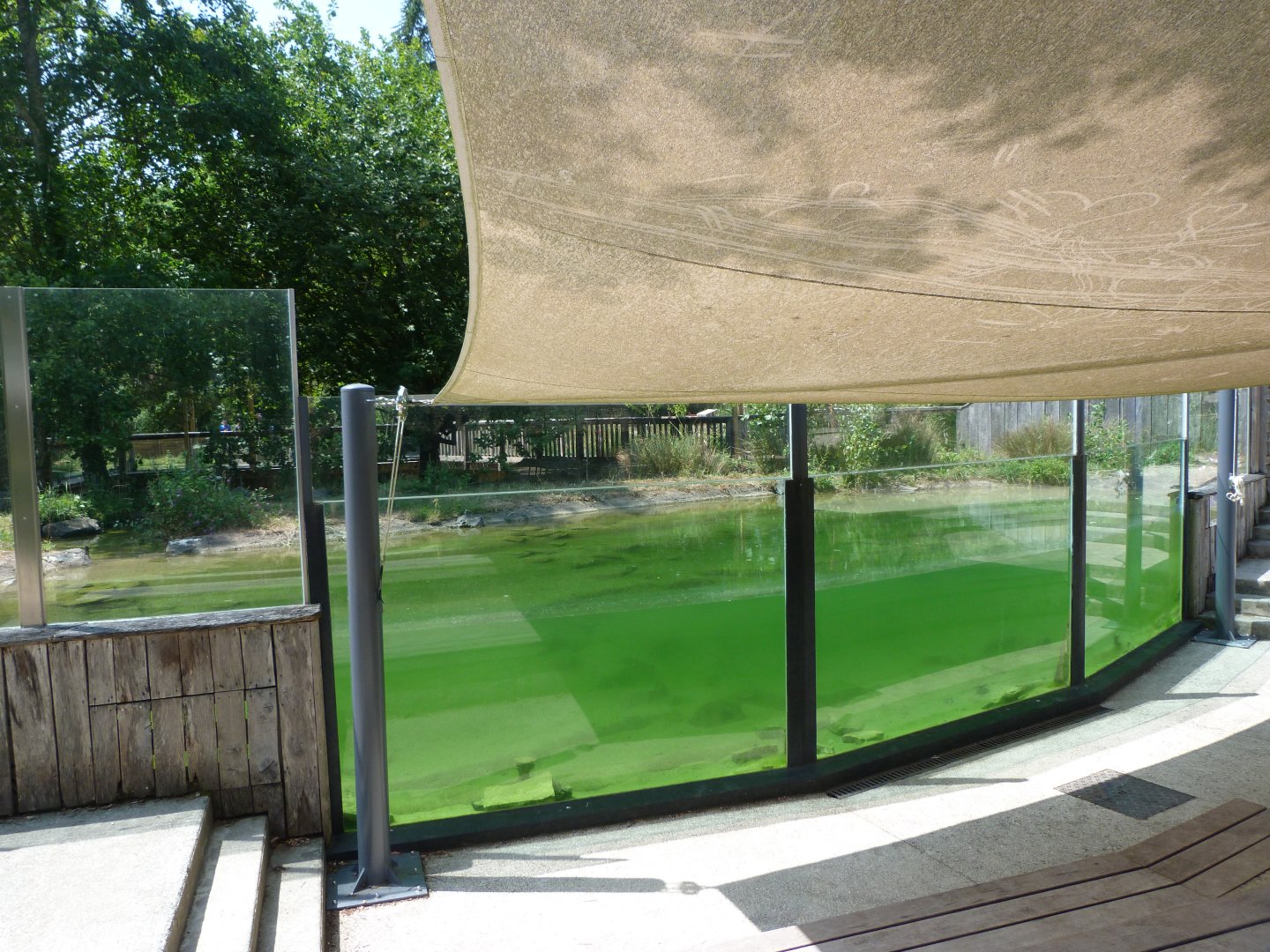 Eurasian otter underwater viewing -Zoodyssée (2025)