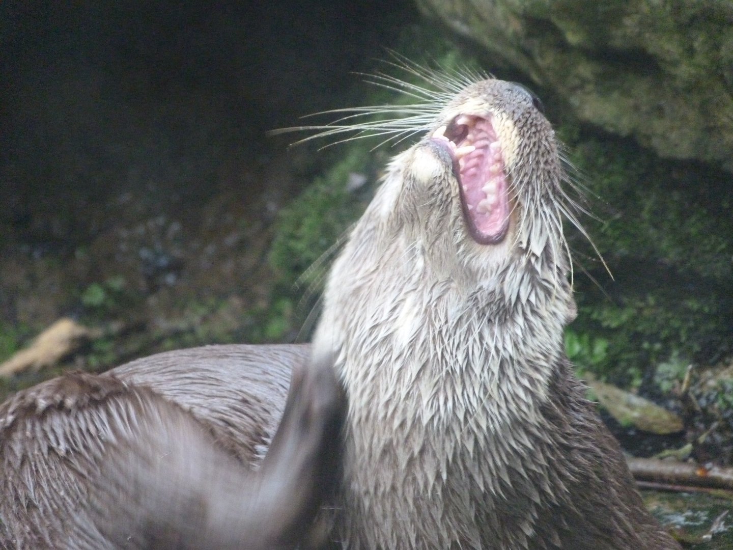 Eurasian otter -Zoo de Santillana del Mar (2024)