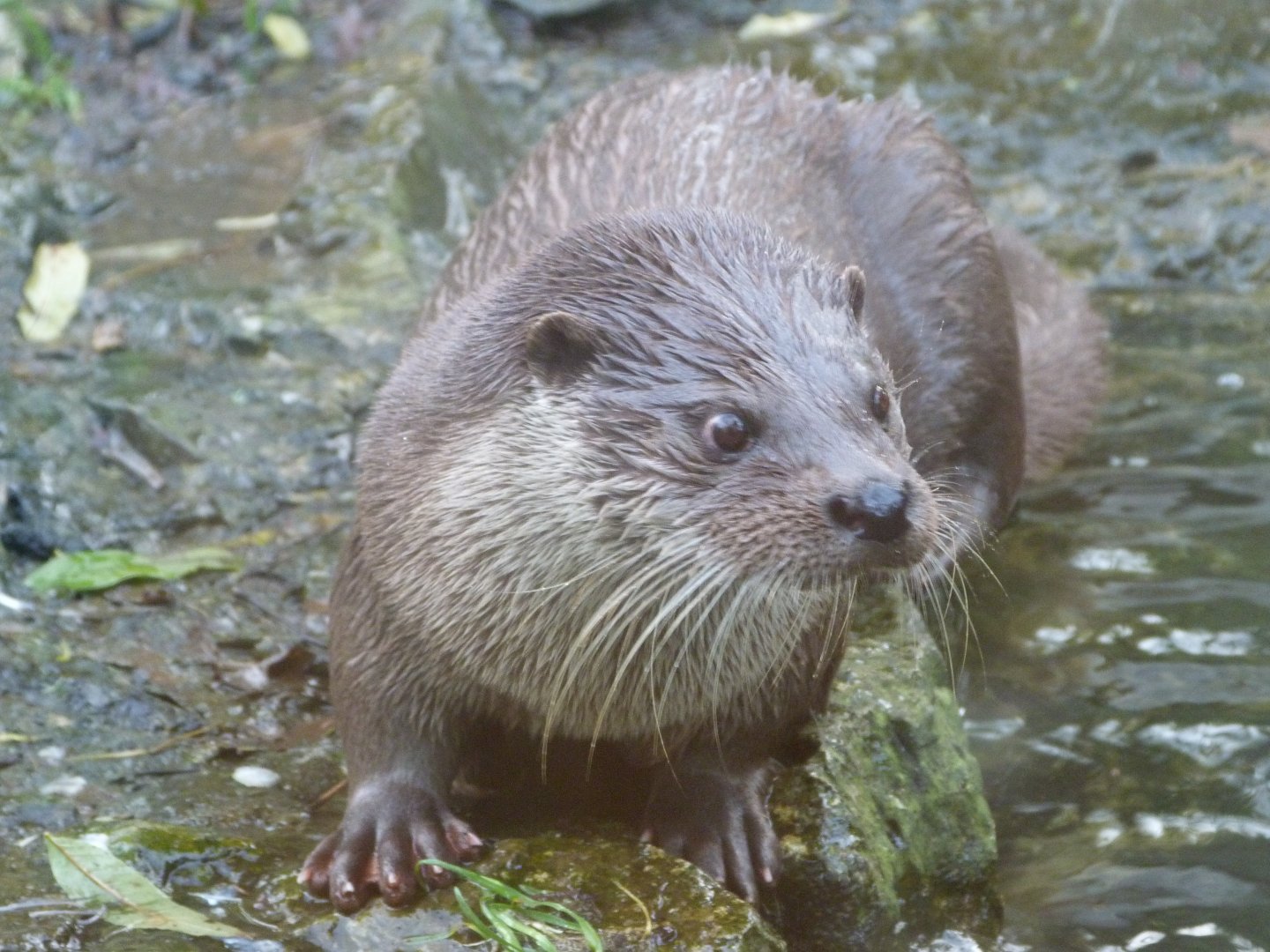 Eurasian otter -Zoo de Santillana del Mar (2024)