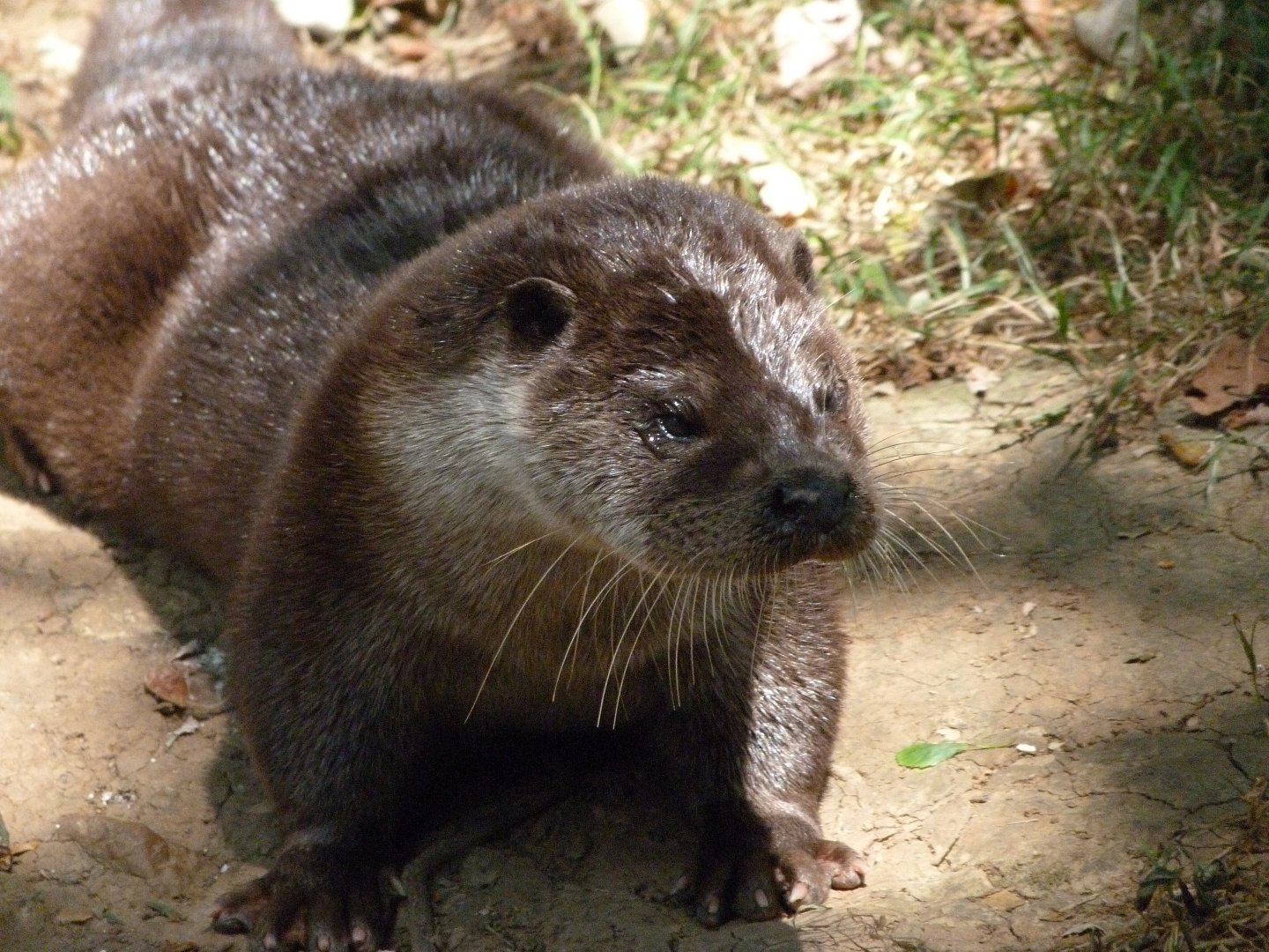 Eurasian otter -Zoodyssée (2025)