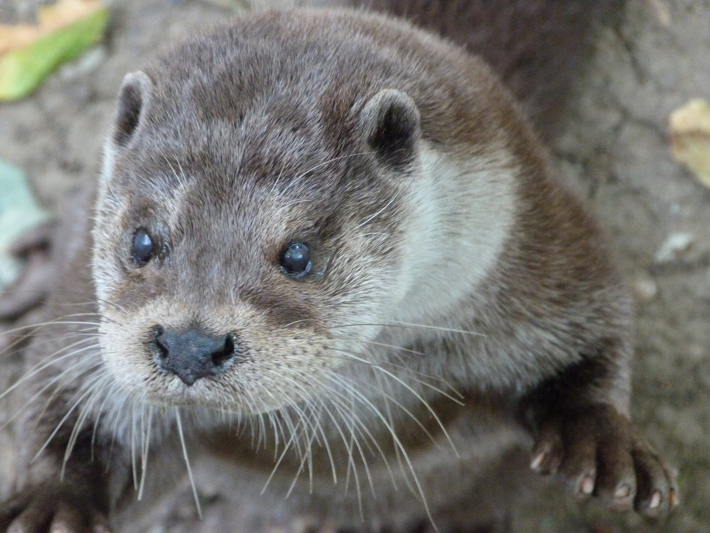 Eurasian otter -Zoodyssée (2025)