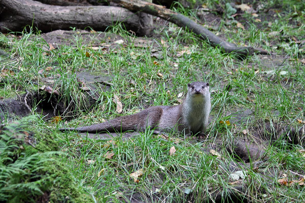 Eurasian otter