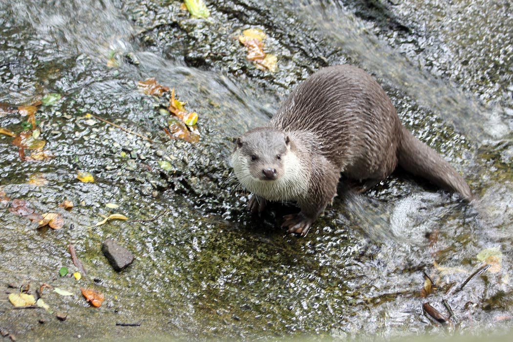 Eurasian otter