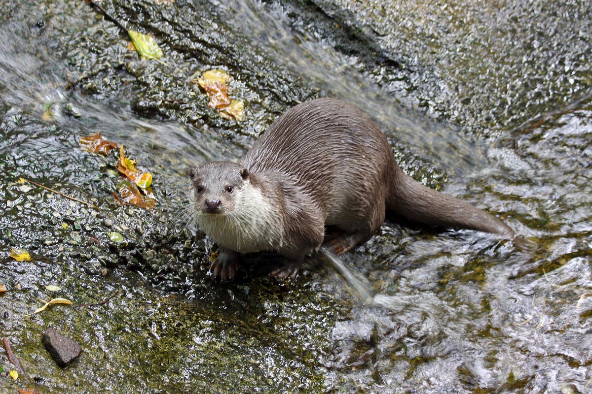 Eurasian otter