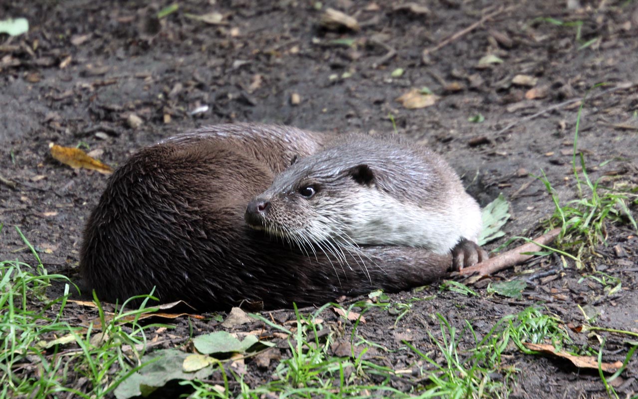 Eurasian otter