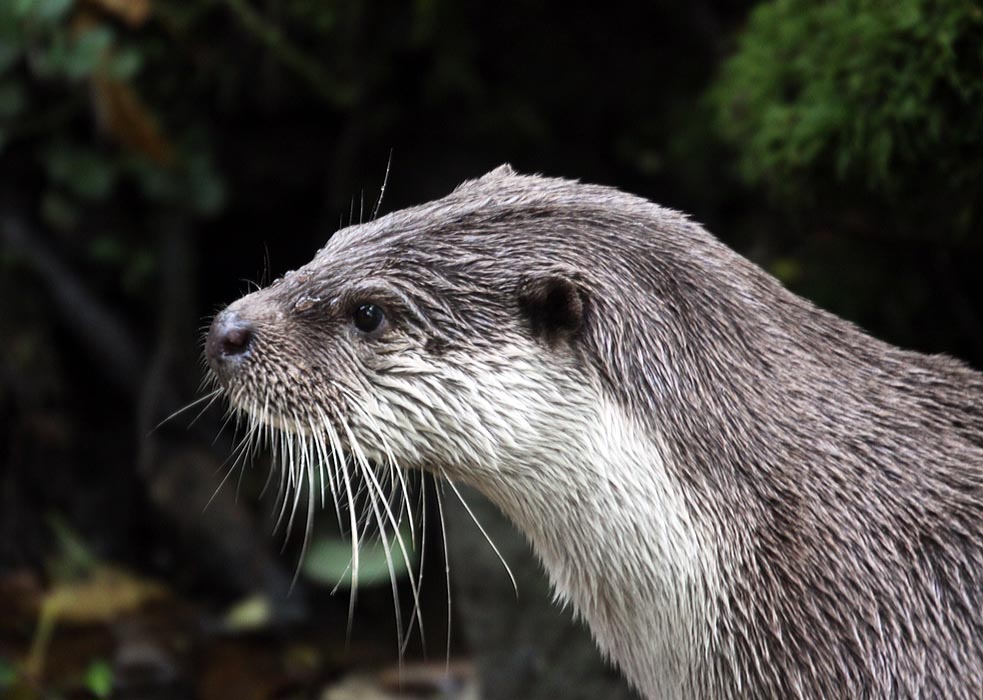Eurasian otter