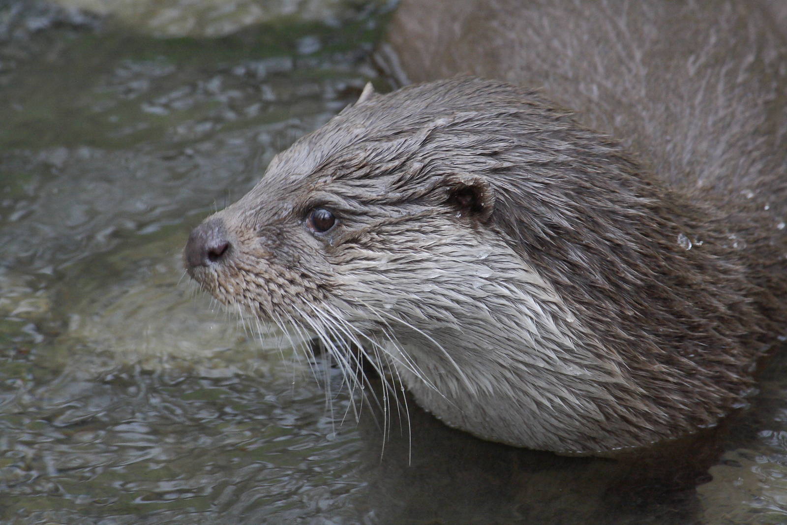 Eurasian otter