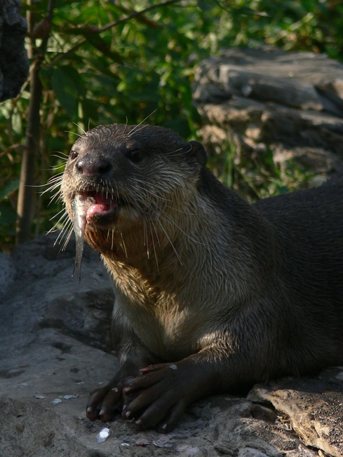 Eurasian otter